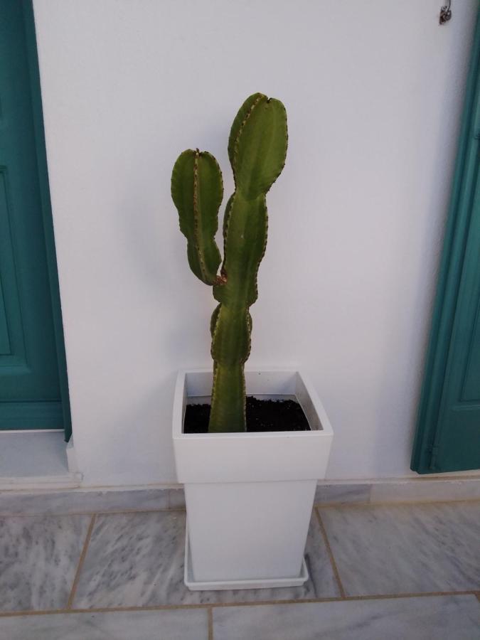 אורנוס Celeste Apartments מראה חיצוני תמונה